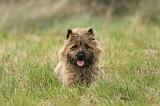 CAIRN TERRIER 645